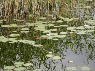 A white water lily among the leaves on the surface of the lake on a sunny summer day. Reflection of clouds on the water surface on a windless day.