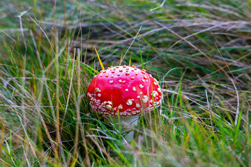 A Fly agaric - Amanita muscaria mushroom in the grass