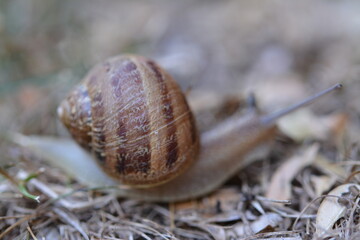 Snail Macro Photography