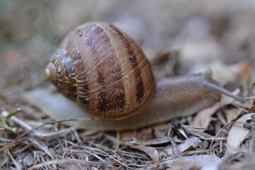 Snail Macro Photography