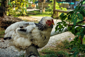 Brahma chicken in a natural setting on a summer day
