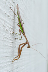 Close up of praying mantis clinging to white wall