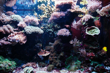 Fototapeta na wymiar Clownfish or anemonefish, fishes from the subfamily Amphiprioninae at aquarium.
