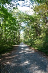 木漏れ日が溢れる森の林道