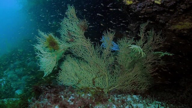 Alcyonacea corals underwater of deep sea