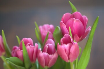 Bouquet of tulips pink