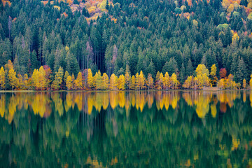 Fototapeta premium landscape with yellowed trees reflecting in the water