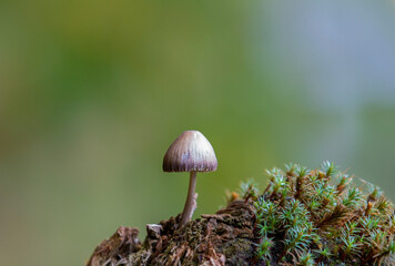 A close-up of a Mycena purpureofusca mushroom