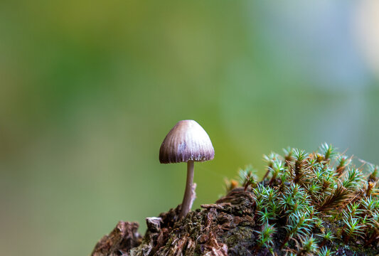 A Psathyrella prona mushroom in the foreground