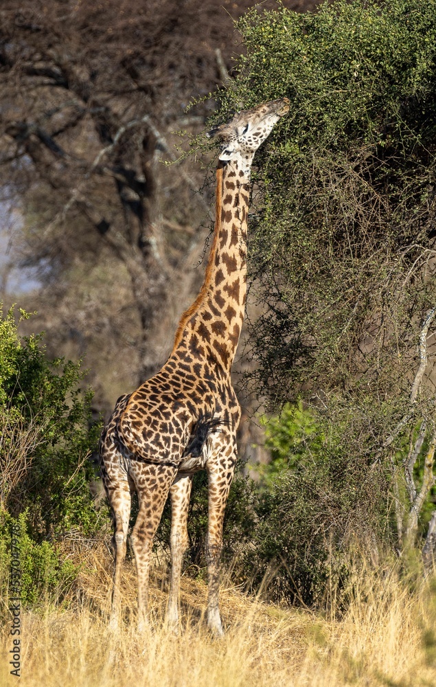 Poster Vertical shot of a Masai giraffe, Giraffa tippelskirchi in savanna. Tanzania, East Africa.