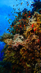 Fototapeta na wymiar Underwater photo of a colorful coral reef