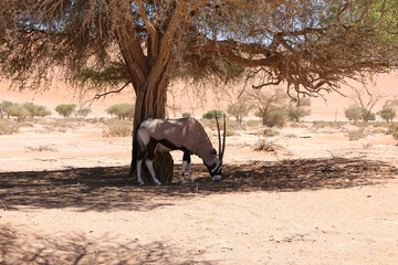 Oryx sous un accacia