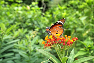 Plain Tiger Butterfly (Danaus chrysippus) on Tropical Milkweed (Asclepias curassavica) flowers.