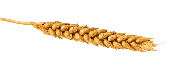 Wheat ear isolated on white or transparent background. One wheat spike.