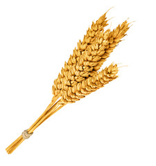 Wheat ears isolated on white or transparent background. Bunch of wheat spikes. 
