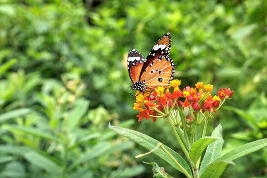 Plain Tiger Butterfly (Danaus chrysippus) on Tropical Milkweed (Asclepias curassavica) flowers.