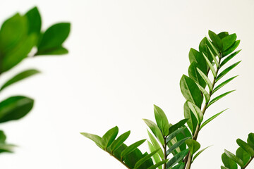 close up macro fresh green leaves with white copy space background.for biology or ecology wallpaper,natural organic health product backdrop design.