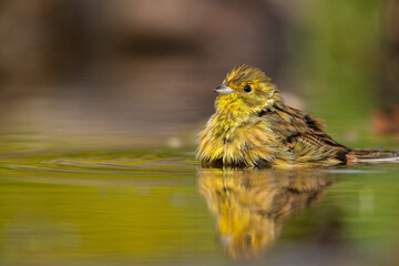 bird in the water