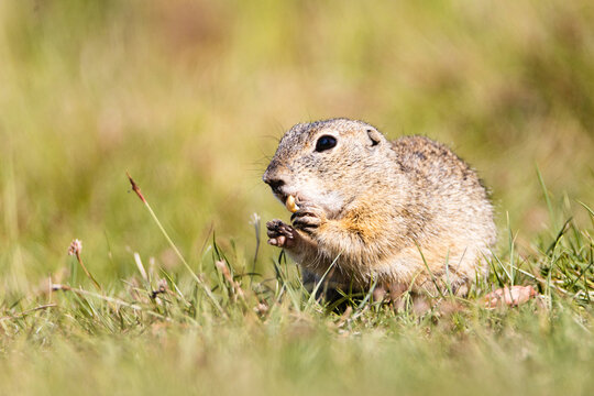 The ground squirrel is a European representative of the ground squirrel. Groundhog eating hazelnuts and posing. Syslí louka near Mladá Boleslav.