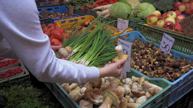 A woman chooses boletus on vegetable market. Wild mushrooms, forest mushroom in boxes