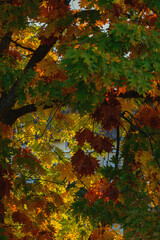 Roteiche Baumkrone leuchtende Herbstfarben