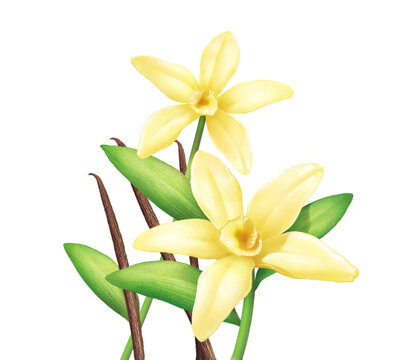 Vanilla flowers, on white background, illustration