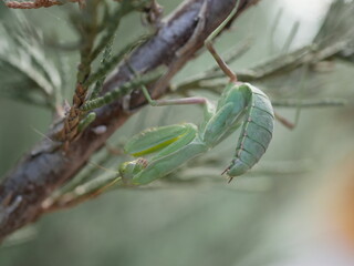 A large green female praying mantis on a branch of fragrant thuja on a summer day. Macrophotography of a large predatory insect on the hunt. An arthropod in its natural environment.