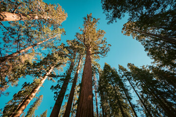 Looking up at giant sequoias in Yosemite National Park