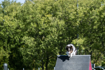 Fototapeta premium Border Collie dog behavioral goals techniques and to climb over an a-frame at an obstacle park facility for pets. 