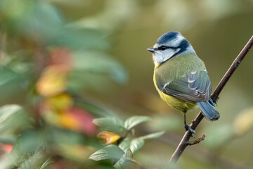 Obraz premium Blue tit (Cyanistes caeruleus) portrait in a UK garden. Cute garden bird.