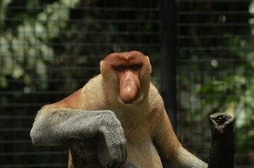 Proboscis monkey in the zoo