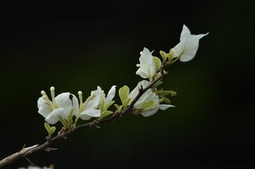Obraz premium white magnolia flower