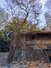 An old building with growth of tree on it in South Mumbai, India.