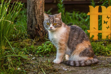 Naklejka na ściany i meble tricolor calico maine coon cat outdoors in green garden with many plants and bushes looking at camera