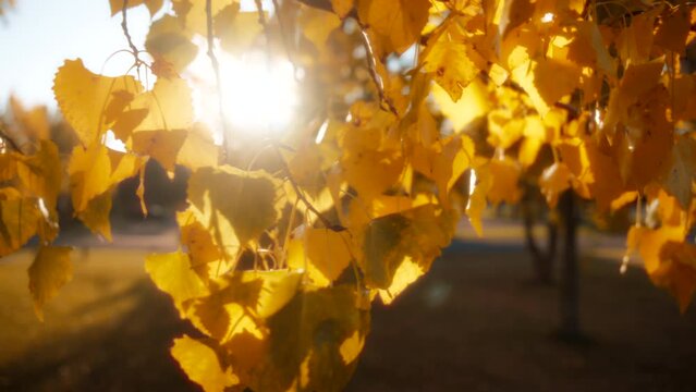 Close up of a sun shining on yellow autumn leaves. Seasons changing concept. Slow motion, dolly shot. 