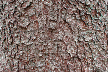 The bark of a pine tree.