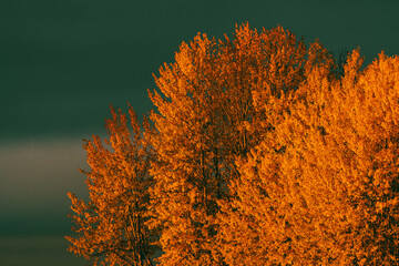 Glowing foliage of aspen trees in the morning light towards a dark sky in autumn.