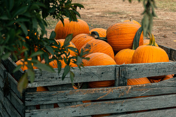 pumpkins on a farm