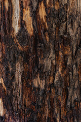 old wood background close up