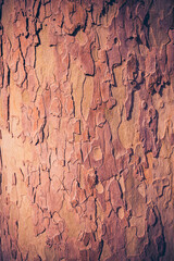red tree bark . Textured natural background