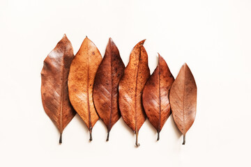Autumn minimal beige background with autumn red-brown magnolia leaves with natural texture  beige...