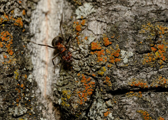 An ant on the bark of a tree covered with lichen