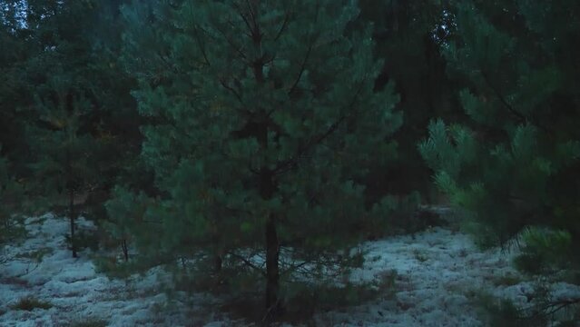A man in black clothes and a mask on his face emerges from behind the lush fir trees. The man quickly draws his sword from its scabbard and attacks the operator. Cosplay concept.