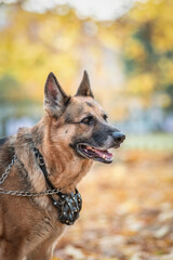Beautiful purebred elderly shepherd dog for a walk in the autumn park.