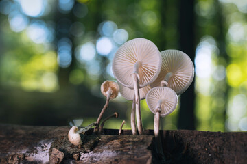 Pilze im Gegenlicht Wald auf Ast
