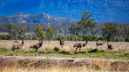 Naklejka na ściany i meble a group of young emu against a backdrop of mountains in the australian outback, near carnarvon gorge; outback wildlife in queensland