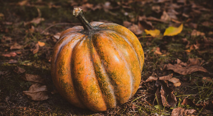 Close up orange pumpkins, concept of autumn season of vegetables, October harvest