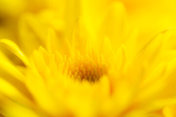 macro yellow flower background,macro yellow flower backdrop