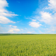 Green wheat field and blue sky.