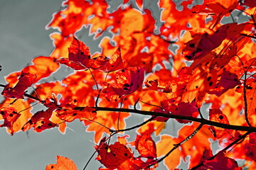 Ahorn / Ahornblätter (Acer) im Herbstlicht